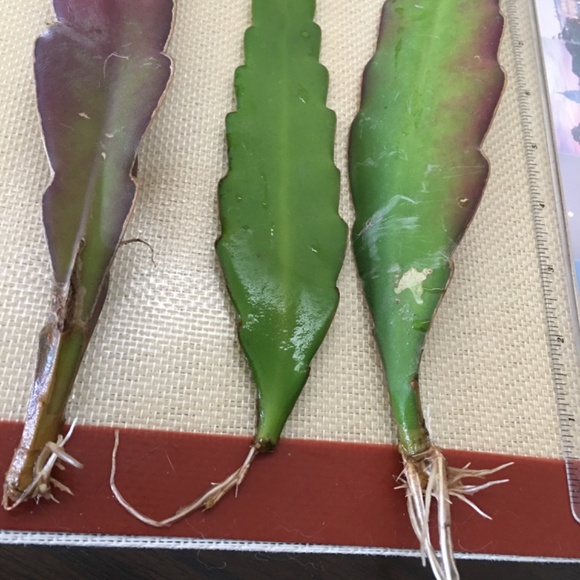 Established Cuttings Fragrance White Hookeri Epiphyllum with Roots - Picture 2 of 4